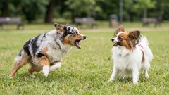 Älä toru häntä – hän pelkää! Miksi koira haukkuu toisille koirille ja mitä tehdä vaihe vaiheelta